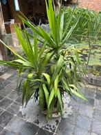 Yukka kamerplant, Tuin en Terras, Planten | Tuinplanten, Vaste plant, Bloeit niet, Halfschaduw, Ophalen