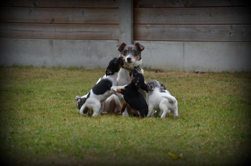 Jack Russell pups merle, Dieren en Toebehoren, Honden | Jack Russells en Terriërs, Meerdere dieren, Jack Russell Terriër, Fokker | Professioneel