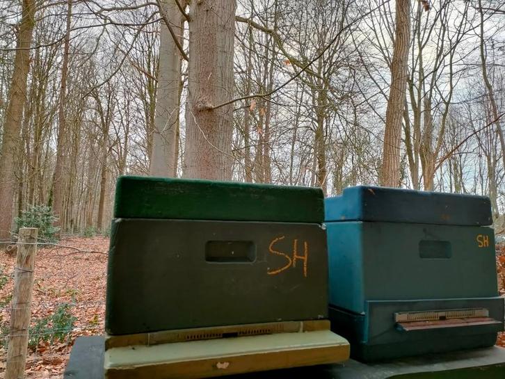 Te koop, enkele bijenvolken., Hobby en Vrije tijd, Overige Hobby en Vrije tijd, Ophalen