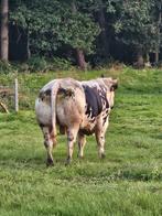 Stier, Dieren en Toebehoren, Runderen