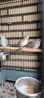 Tamme diamantduifjes m/v, Dieren en Toebehoren, Vogels | Parkieten en Papegaaien