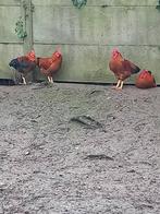 Jong hanen, Juli, Mannelijk