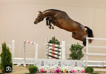 Onbeleerd / beleerd springpaard gezocht, Jument, Non dressé, Cheval de saut