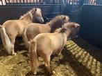 Mini shetland merries pony’s te koop, Dieren en Toebehoren, Merrie