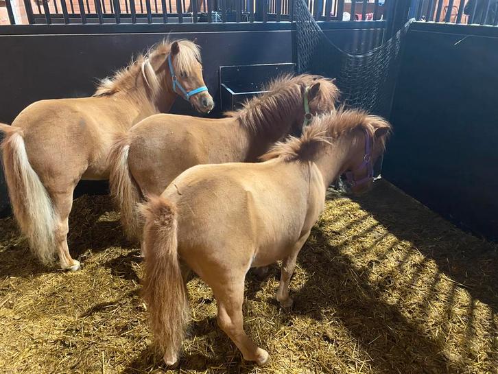 Mini shetland merries pony’s te koop, Dieren en Toebehoren, Pony's, Merrie