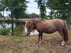 Mooie mini pony's, Dieren en Toebehoren, Hengst