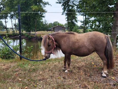 Mooie mini pony's, Dieren en Toebehoren, Pony's, Hengst