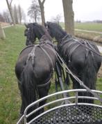 Friese hengst en Friese merrie, Dieren en Toebehoren, Paarden, Gechipt, Zadelmak, 3 tot 6 jaar, 160 tot 165 cm