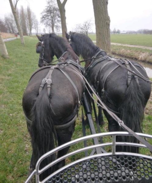 Friese hengst en Friese merrie, Dieren en Toebehoren, Paarden, Meerdere dieren, Zadelmak, 160 tot 165 cm, 3 tot 6 jaar, Recreatiepaard