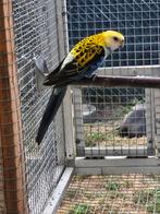 Bleekkop rosella man, Dieren en Toebehoren