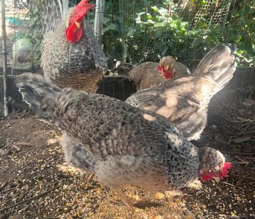 Cream Legbar broedeieren, Sexe inconnu, Poule ou poulet