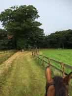 GEZOCHT: Spring/eventing/allrouder, Animaux & Accessoires, Chevaux, Jument