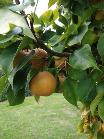 Nashiperen, Japanse peren, appelperen beschikbaar voor biedingen