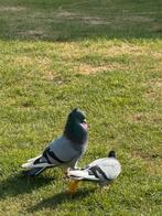 Hoogvligers koppels te koop, Dieren en Toebehoren, Vogels | Duiven