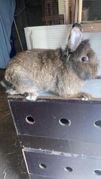 Gents Baardkonijn x Blauwe Wener, Dieren en Toebehoren, Mannelijk, Middelgroot, 0 tot 2 jaar