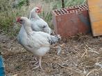 haantjes 2 maand oud , Sussex,  Isa brown,  kopernek, Dieren en Toebehoren, Pluimvee