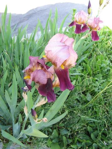 Bonne promo sur mes plants d'iris