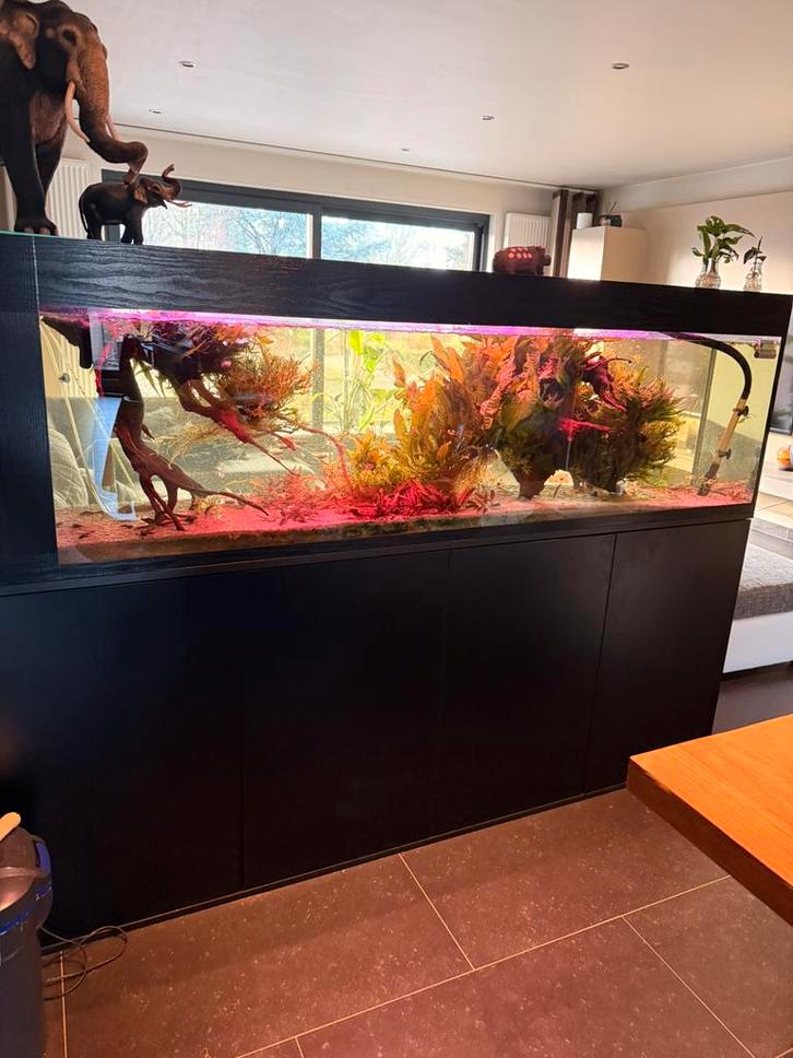 Aquarium 2 meter, Dieren en Toebehoren, Vissen | Aquaria en Toebehoren, Zo goed als nieuw, Gevuld zoetwateraquarium, Ophalen