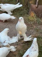 Jonge Gentse Kroppers te koop., Dieren en Toebehoren, Vogels | Duiven, Meerdere dieren, Kropper