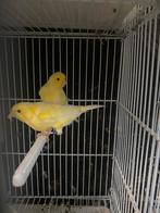 Kanarie poppen, Dieren en Toebehoren