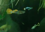 Endler guppys mannetjes, Vis, Zoetwatervis