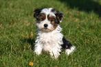 Biewer Yorkshire Terriër pups te koop