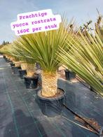 Yucca rostrata, Tuin en Terras, Planten | Tuinplanten, Ophalen of Verzenden