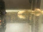 Albino corydoras, Dieren en Toebehoren, Vis, Zoetwatervis