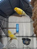 Koppel gele kanaries, Dieren en Toebehoren, Vogels | Parkieten en Papegaaien