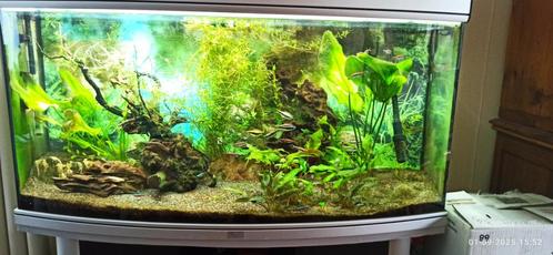 Aquarium, Dieren en Toebehoren, Vissen | Aquaria en Toebehoren, Gebruikt, Gevuld zoetwateraquarium, Ophalen