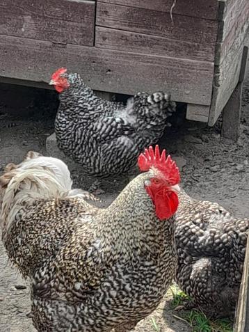 trio mechelse koekoek beschikbaar voor biedingen