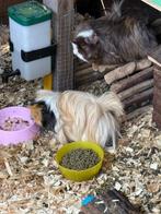 caviazeugje peruvian créme, Dieren en Toebehoren, Cavia, Juni, Vrouwelijk, Tam