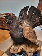 Mooie grote Auerhaan Taxidermie, Verzamelen, Ophalen, Vogel