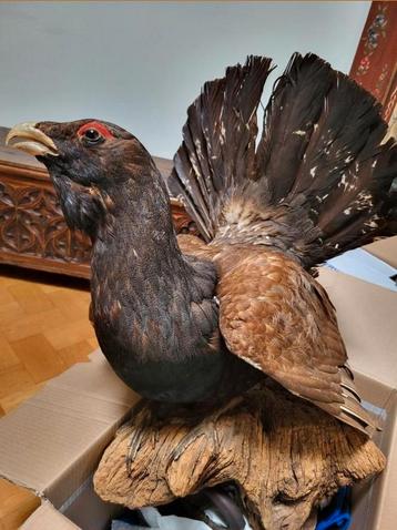 Taxidermy, Enlèvement, Oiseaux
