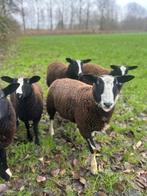 Prachtig lot weidelammeren, Dieren en Toebehoren, Schapen, Geiten en Varkens