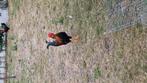 Leghorn Haan, Dieren en Toebehoren, Pluimvee