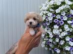 Prachtige mini maltipoo pups ( mini maltezer x toy poedel), Dieren en Toebehoren, België, Overige rassen, CDV (hondenziekte), 8 tot 15 weken