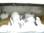 konijnen, Dieren en Toebehoren, Konijnen, Meerdere dieren, Middelgroot, 0 tot 2 jaar