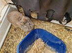 Dwergkonijn leeuwenkop mannetje, Dieren en Toebehoren, Mannelijk, Dwerg, 0 tot 2 jaar