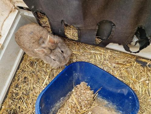 Dwergkonijn leeuwenkop mannetje, Dieren en Toebehoren, Konijnen, Dwerg, Mannelijk, 0 tot 2 jaar