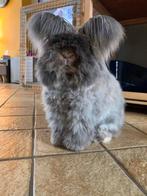 ANGLAIS angora baby, Animaux & Accessoires, Lapins