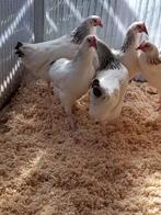 vaccination complète des jeunes poulets du Sussex, Poule ou poulet, Femelle