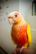 Conure lutino, Enlèvement