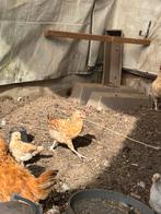 Haantjes tekoop, Dieren en Toebehoren, Pluimvee, Kip