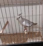 Calopsittes à vendre, Bagué