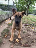 Beaux chiots de berger belge de Malines à vendre, Animaux & Accessoires, Chiens | Bergers & Bouviers, Plusieurs, Parvovirose, Belgique