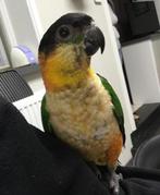 Zwartkop caique, Dieren en Toebehoren, Mannelijk, Papegaai, Geringd