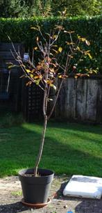 Cerisier rouge, Jardin & Terrasse, Plantes | Arbres fruitiers, En pot, Plein soleil, Enlèvement, 100 à 250 cm