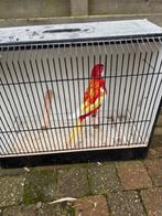 rubino pop, Dieren en Toebehoren, Vogels | Parkieten en Papegaaien, Geringd