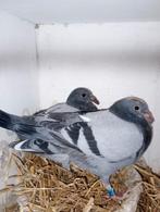Koppel jongen !!2026 . VERKOCHT !!!, Dieren en Toebehoren, Vogels | Duiven